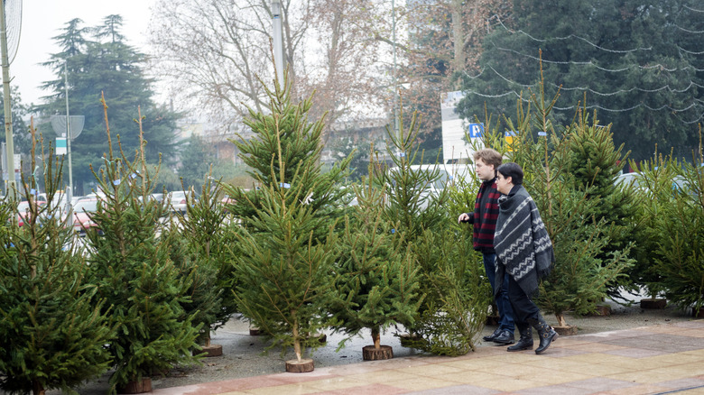 People looking at Christmas trees