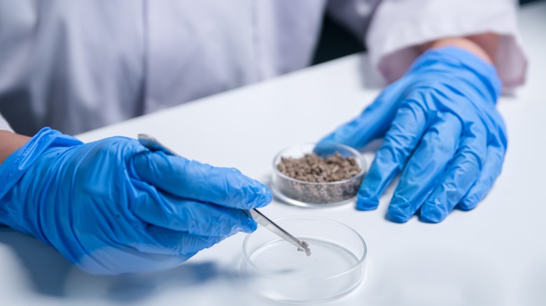 Gloved hands transferring a soil sample to an empty testing container