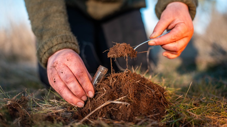 Gardener spoons soil into a plastic testing tube