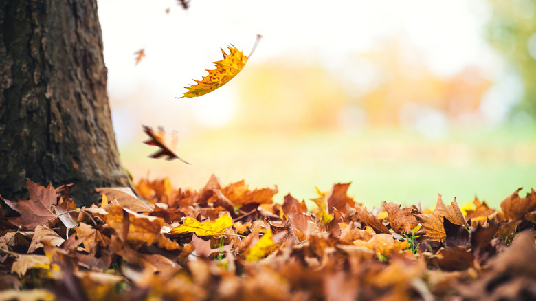 Leaf falling from tree