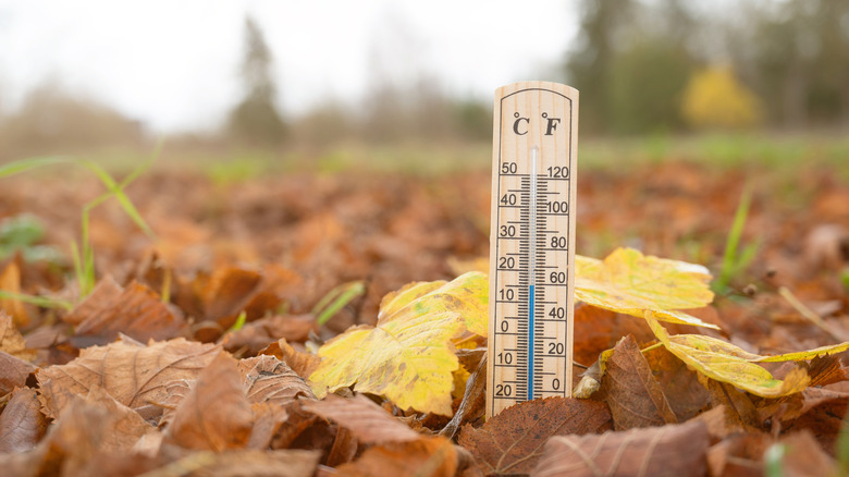 Thermometer showing temperature below 60 among fall leaves