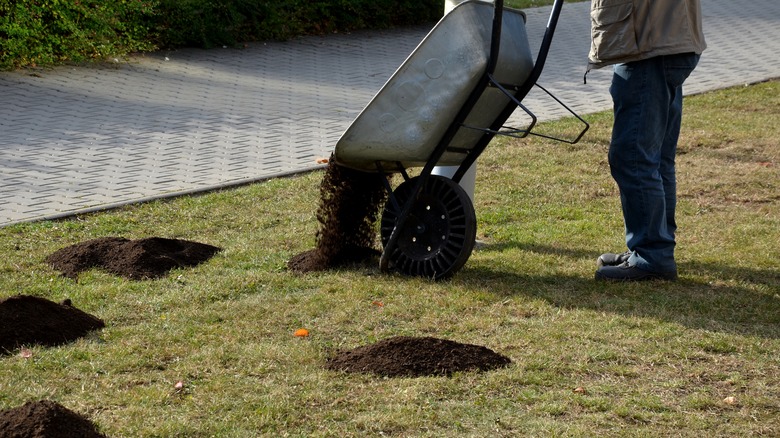 topdressing lawn in process