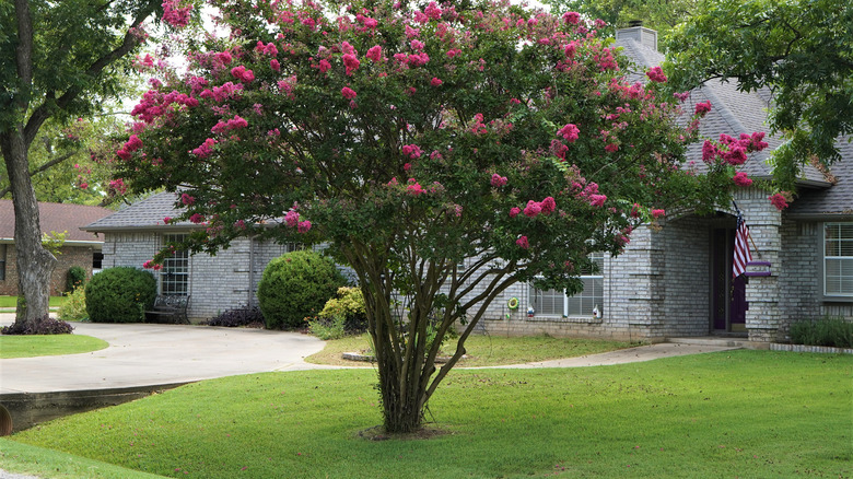 crepe myrtle with pink flowers