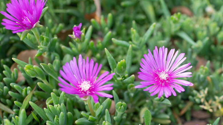 Ice plant blooms