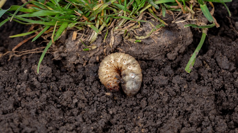 grub worm in dirt