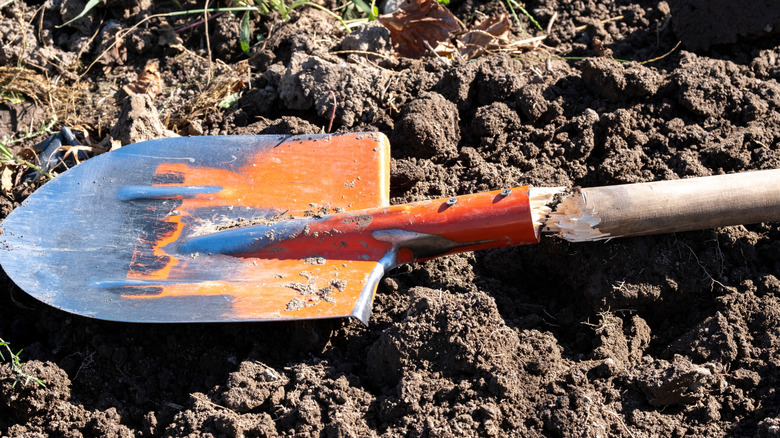 A broken wooden shovel handle laying on a patch of dirt.