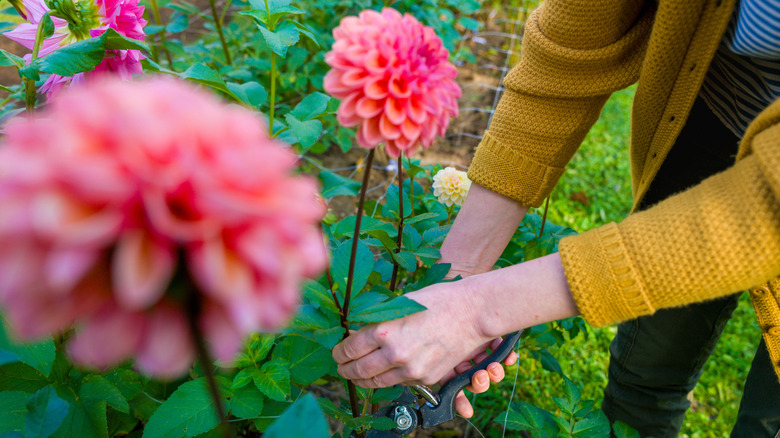 Woman cuts dahlias in the early morning.
