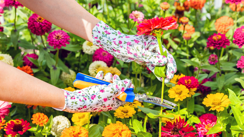 A person cutting colorful zinnias while wearing garden gloves.