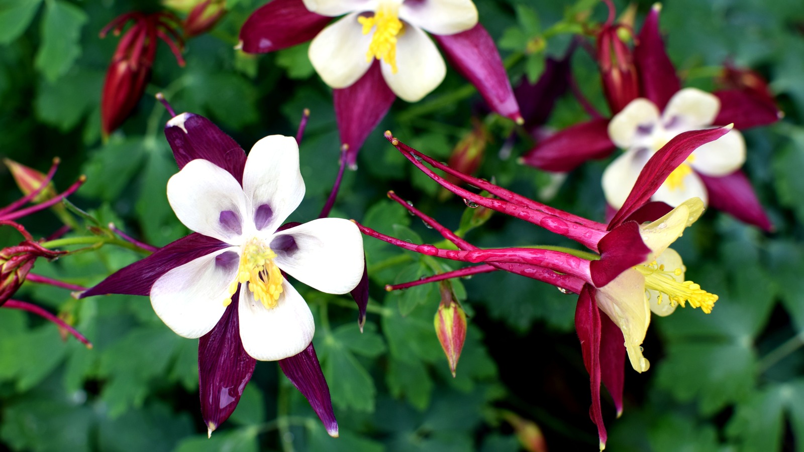 The Best Time To Deadhead Your Columbines And Collect The Seeds