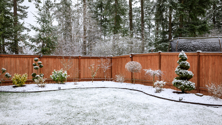 Snowy yard with landscaped hedges