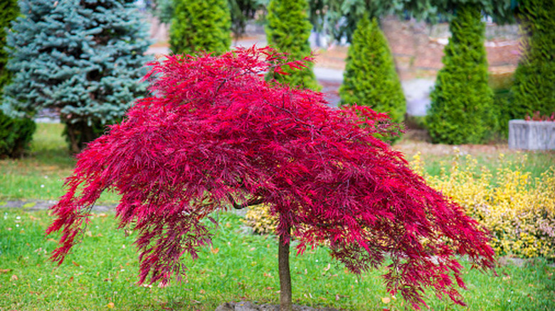 A stunning, weeping Japanese maple with bright red fall foliage