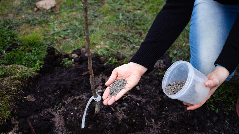 A person adding slow-release fertilizer around the base of a young tree
