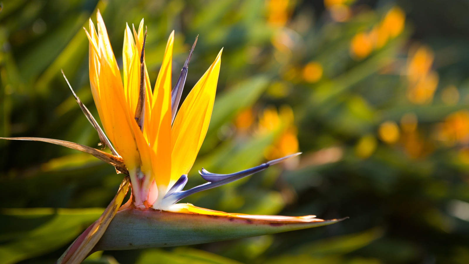 The Best Time To Fertilize Your Bird Of Paradise Plant (And What To Use)