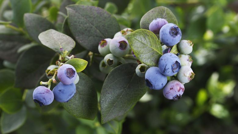 blueberries
