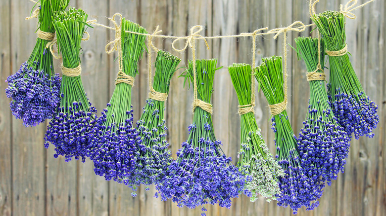 Lavender bundles hanging to dry