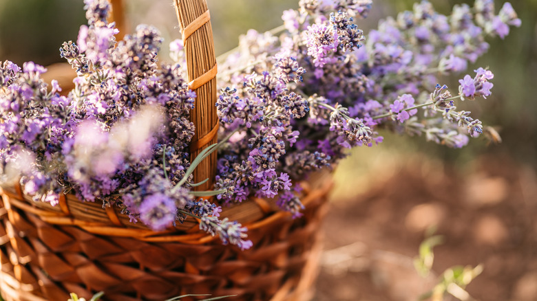 Basket full of lavender flowers