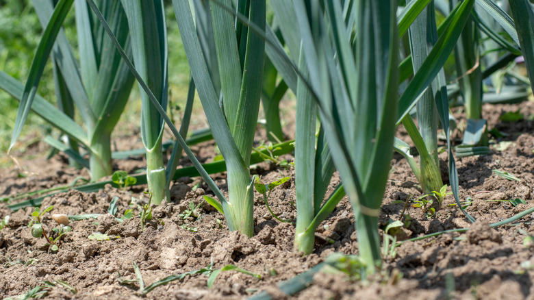 Dark green leeks growing in soil