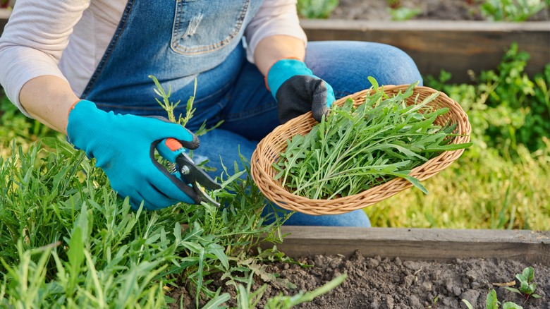 Harvesting arugula early in the morning
