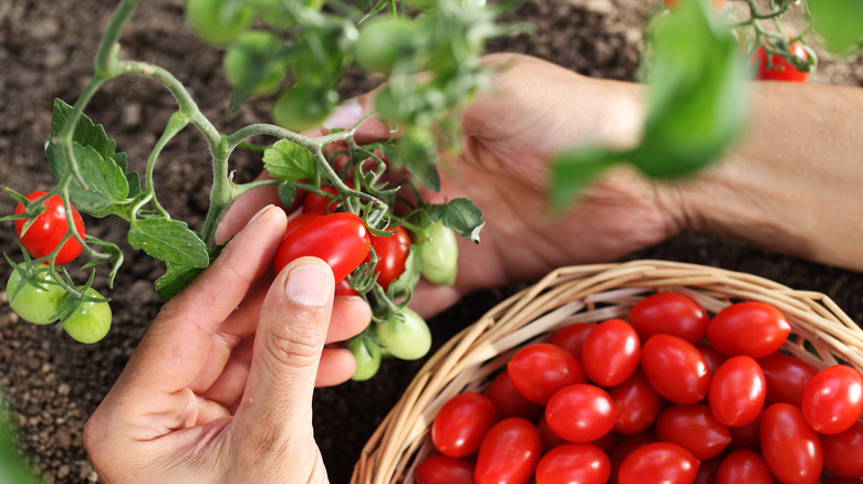 Bowl of small cherry tomatoes