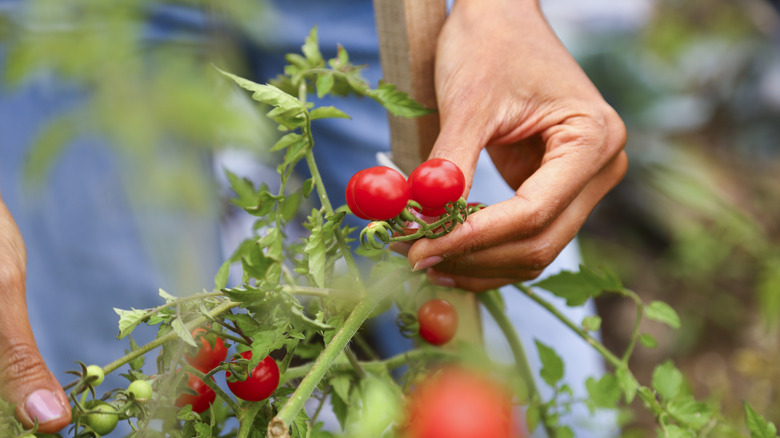 Person picking a cherry tomato