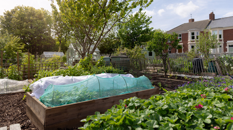 A vegetable patch with insect netting protecting crops