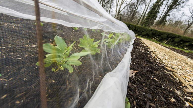 A row of crops being protected by insect netting