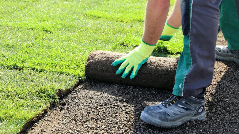 A person laying rolled grass in a garden