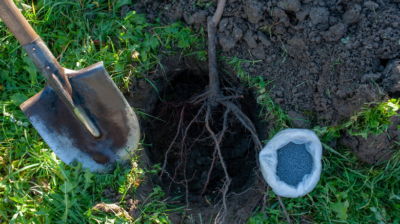 Gardener planting a bare root fruit tree