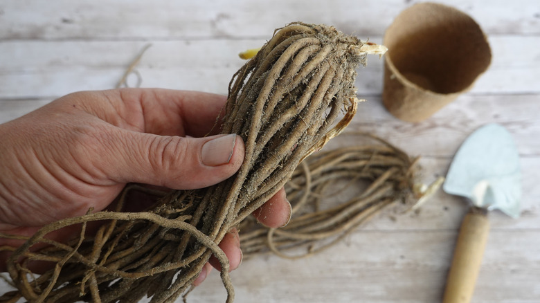 man holding bare root asparagus ready to grow