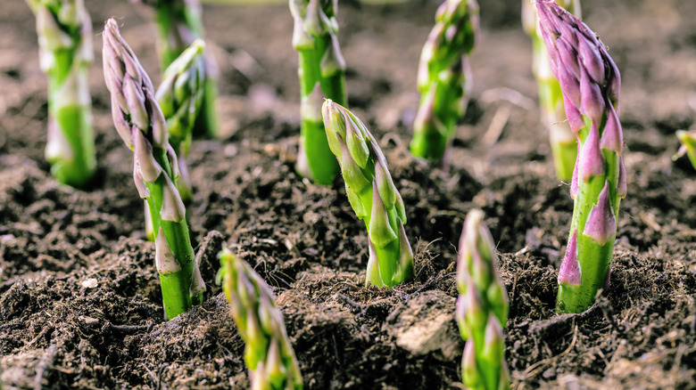 asparagus growing out of soil