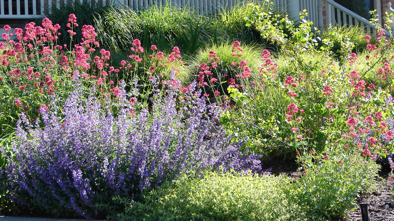 colorful shrub garden