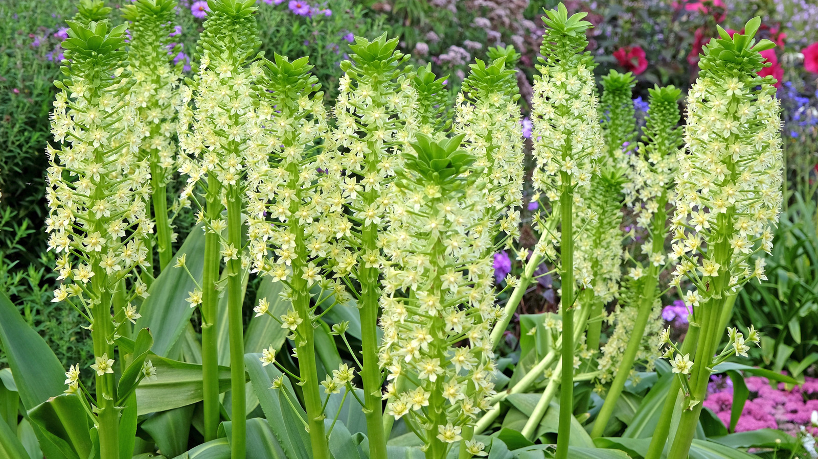 Plant Eucomis Bulbs at the Best Time for Beautiful Summer Blooms