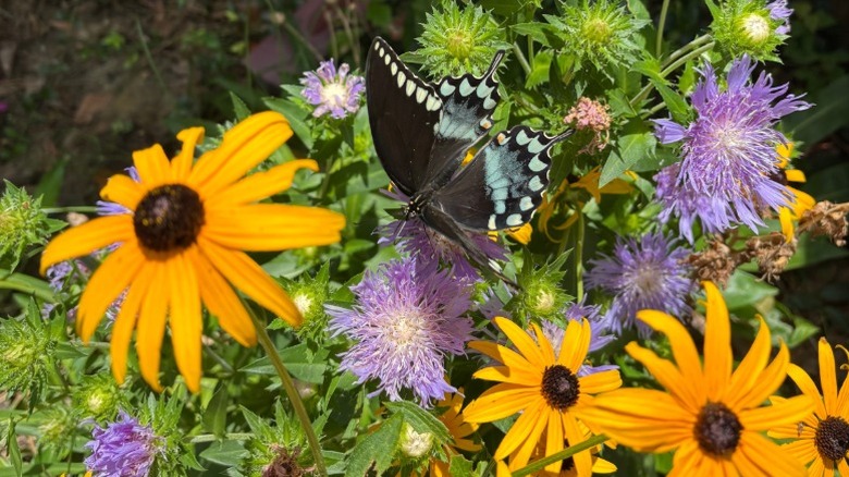 Close up of black eyed susans and asters