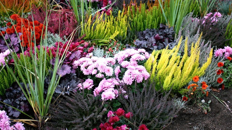A colorful autumn flower bed
