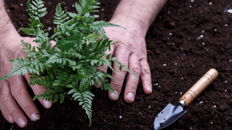 A gardener planting a fern in the soil
