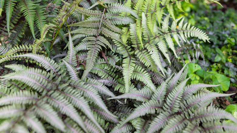 A close up of a painted lady fern