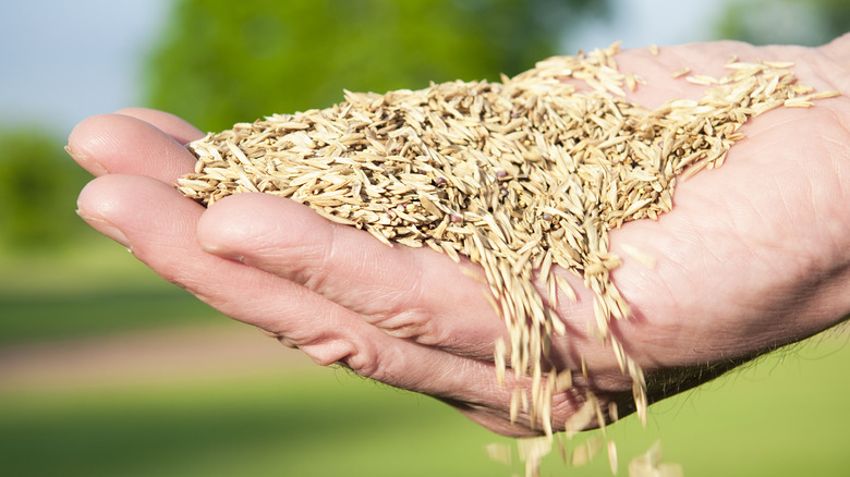 Grass seeds spilling out of hand