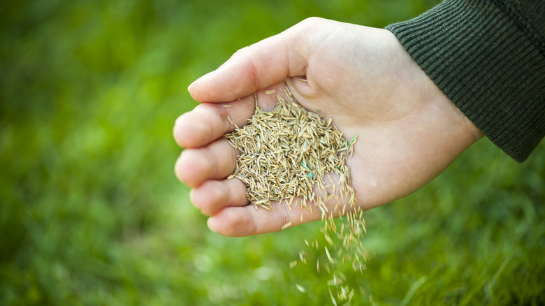 Hand with grass seed