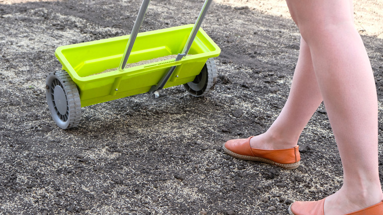Person with bare legs seeding bare soil with grass seeder