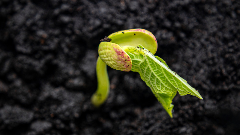 A green bean sprout emerges from rich, dark dirt.