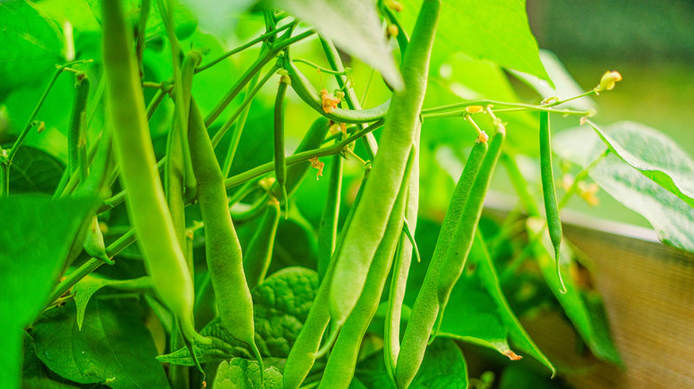 Many green beans are ready to harvest from a bush plant.