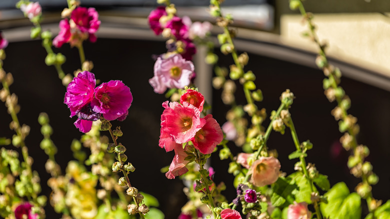 a group of flowering hollyhock plants growing upwards