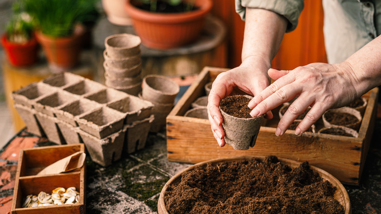 person sowing seeds in pots and trays