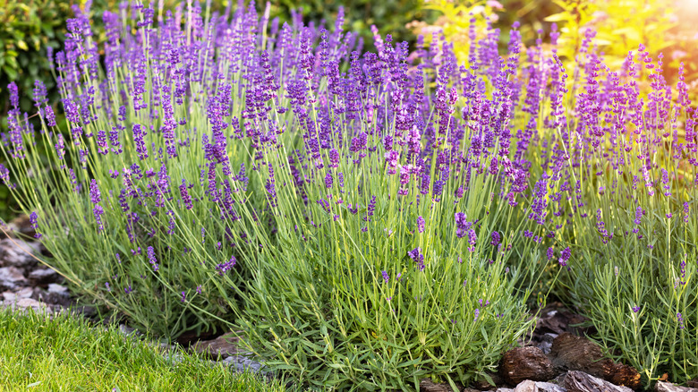 lavender plants in garden
