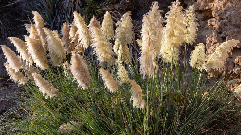 close up of pampas grass