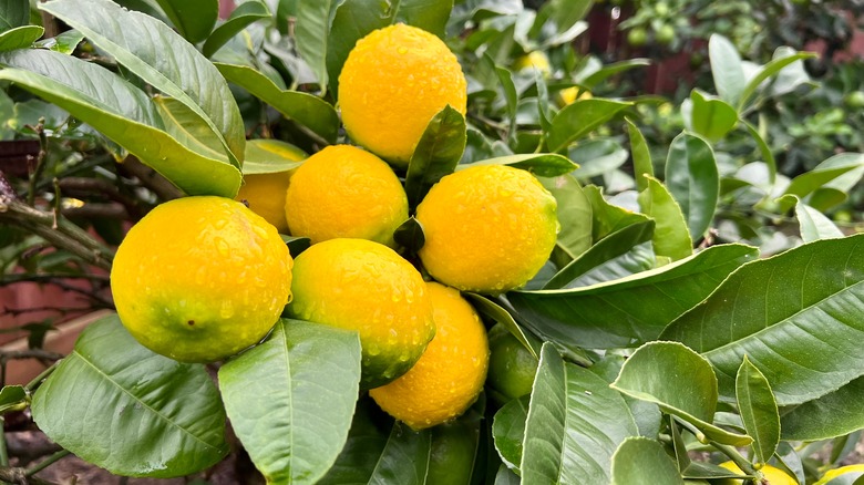 fruit on a Meyer lemon tree