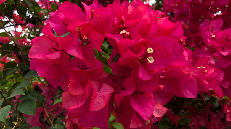 bright pink bougainvillea in bloom
