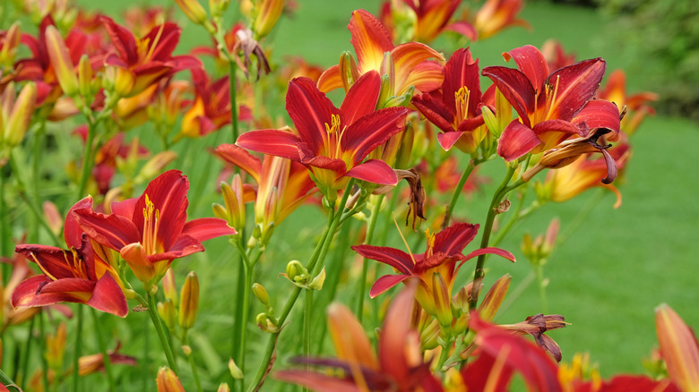 Beautiful red and yellow daylilies in bloom