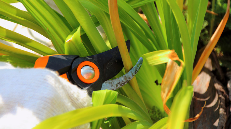 Pruning a spent flower stem on a daylily plant