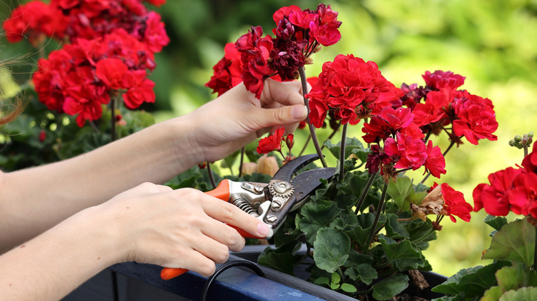 Person trimming red geranium flowers